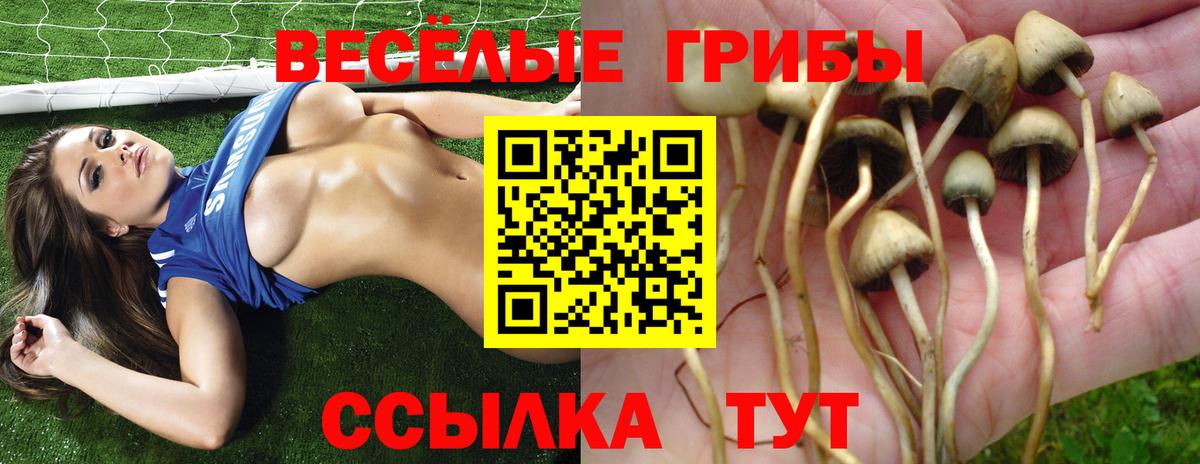 Владимир  Галлюциногенные грибы Psilocybe  Псилоцибиновые грибы ЛСД  Вход с VPN 